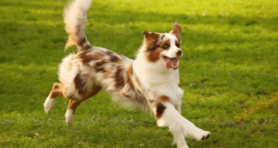 How to Train Your Dog to Stop Chasing Cars and Other Animals