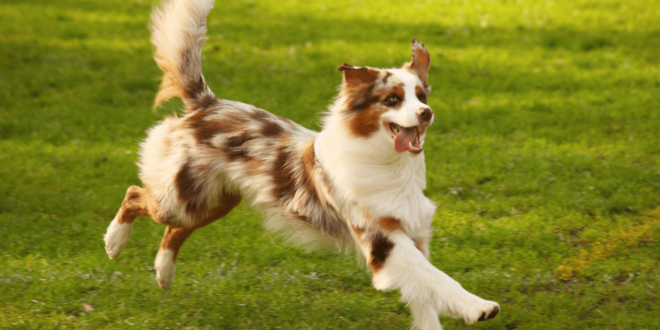 How to Train Your Dog to Stop Chasing Cars and Other Animals