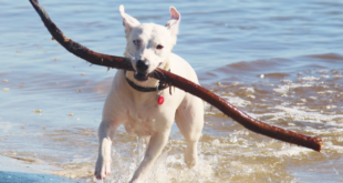 The Benefits of Training Your Dog to Play Fetch
