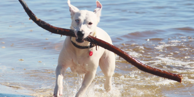 The Benefits of Training Your Dog to Play Fetch