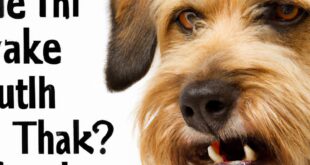 Mute the Woof: Taming Your Dog’s Barking Habit