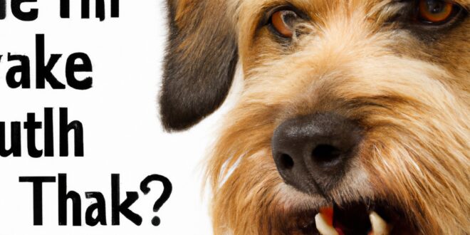 Mute the Woof: Taming Your Dog’s Barking Habit