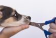 Nipping the Bite: Training Your Puppy