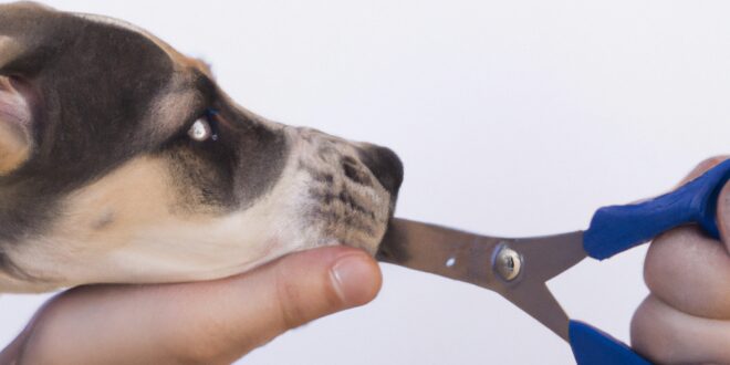 Nipping the Bite: Training Your Puppy