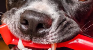 Bite the Chew! Mastering the Art of Canine Dental Defense