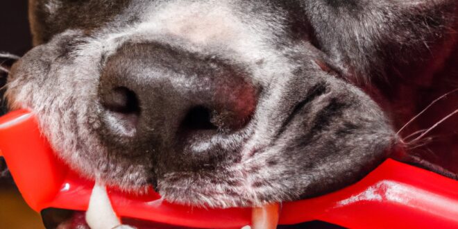 Bite the Chew! Mastering the Art of Canine Dental Defense