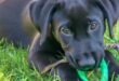 Biting Banished: 8 Puppy-Proof Techniques for Peaceful Playtime