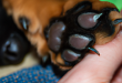 Nip it in the Paw: Gentle Techniques to Curb Puppy Biting