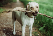 Why Do Dogs Like Sticks