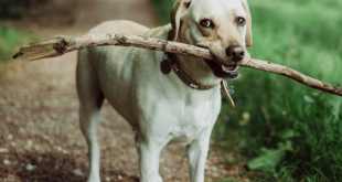 Why Do Dogs Like Sticks