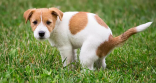 How to Toilet Train a Puppy in 7 Days