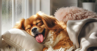 why do dogs sleep with their tongue out