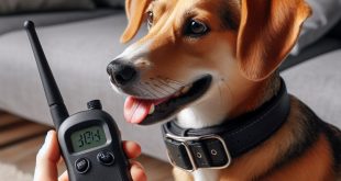 Dog Training With An E Collar
