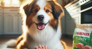 Is Ground Turkey Good For Dogs